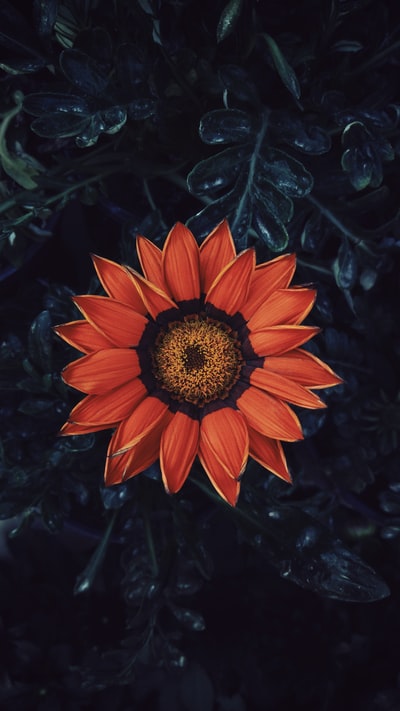 红瓣花照片